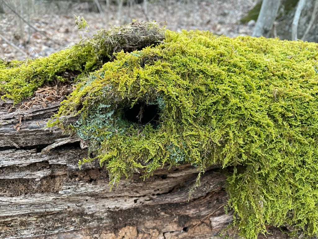 The Moss Sloth