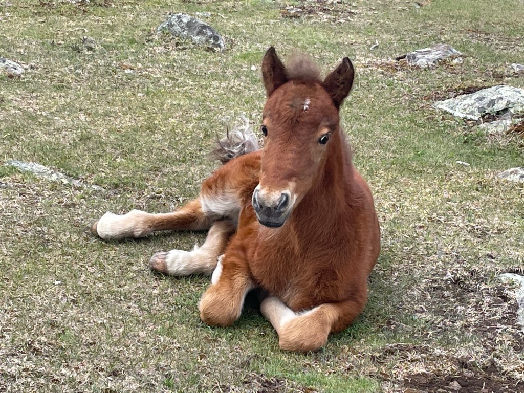 Wild, Wild Horses🐴